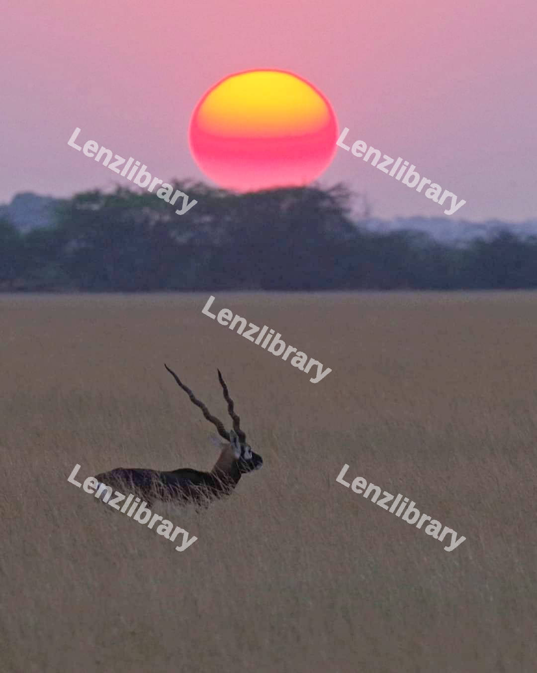 Blackbuck